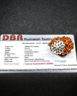 12 Mukhi Rudraksha