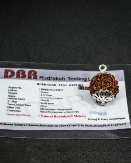 5 Face Rudraksha With Silver Cap