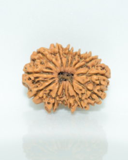 14 Face Rudraksha