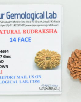 14 Face Rudraksha