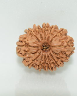 13 Face Rudraksha