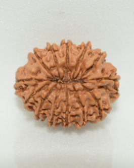 13 Face Rudraksha