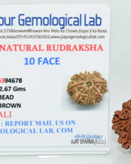 10 Face Rudraksha