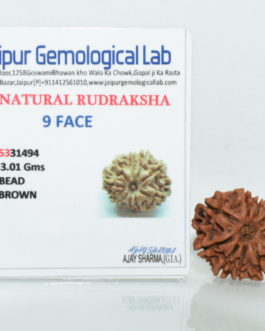 9 Face Rudraskha