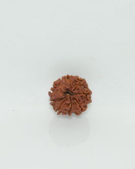 8 Face Rudraksha