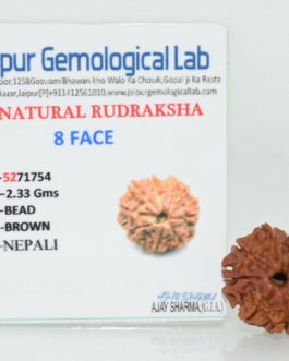 8 Face Rudraksha