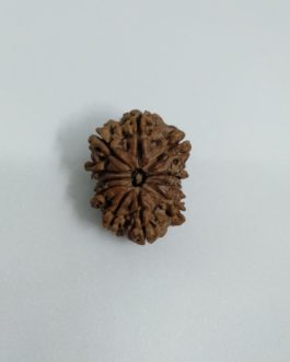 11 Face Rudraksha