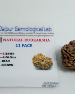 11 Face Rudraksha