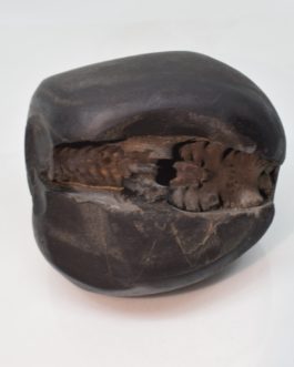 Narashima Shaligram